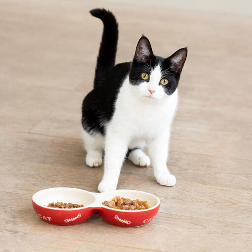 New Kitten Not Eating 8 Causes and Solutions Purina